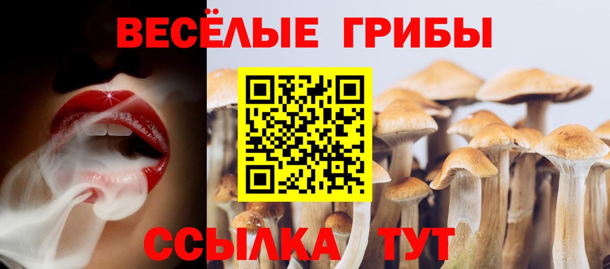Галлюциногенные грибы Psilocybe Кизилюрт
